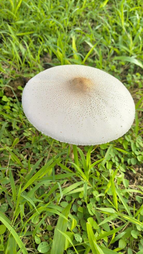 Wild mushroom fungus in a field of green grass. Beautiful closeup of forest mushrooms in grass, autumn season. little fresh mushrooms, growing in green grass autumn photo