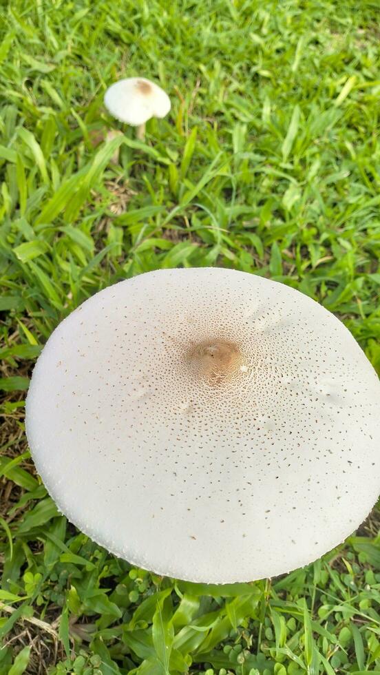 Wild mushroom fungus in a field of green grass. Beautiful closeup of forest mushrooms in grass, autumn season. little fresh mushrooms, growing in green grass autumn photo