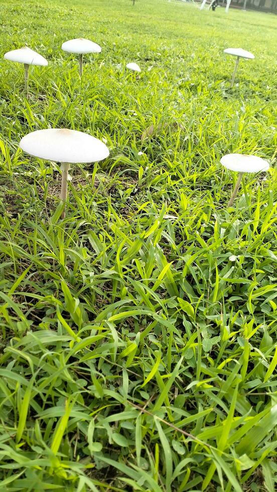 Wild mushroom fungus in a field of green grass. Beautiful closeup of forest mushrooms in grass, autumn season. little fresh mushrooms, growing in green grass autumn photo