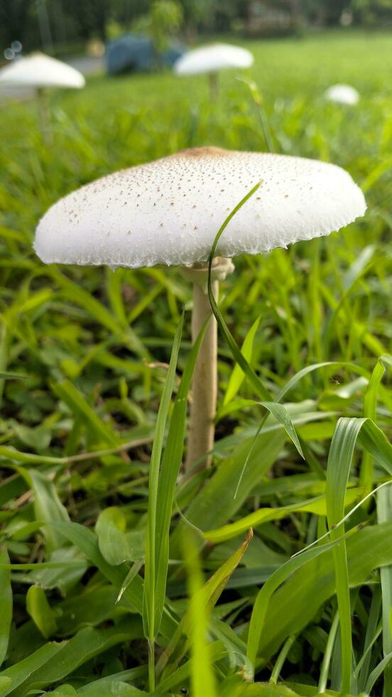 Wild mushroom fungus in a field of green grass. Beautiful closeup of forest mushrooms in grass, autumn season. little fresh mushrooms, growing in green grass autumn photo