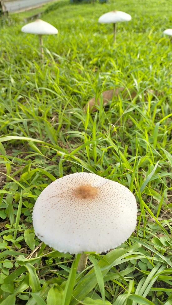 Wild mushroom fungus in a field of green grass. Beautiful closeup of forest mushrooms in grass, autumn season. little fresh mushrooms, growing in green grass autumn photo