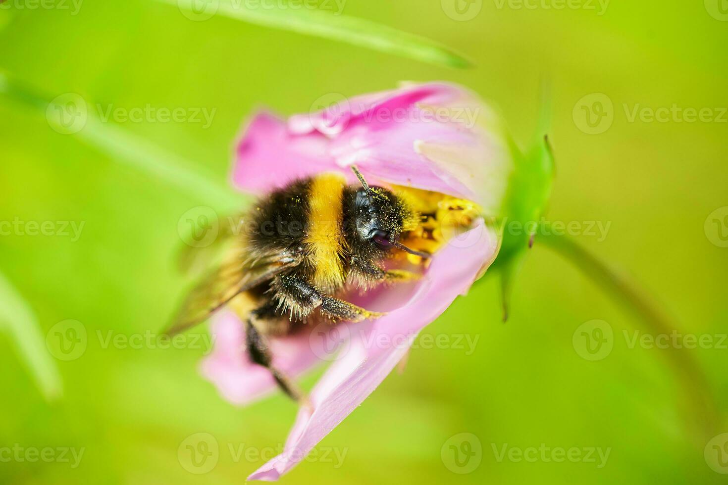 Bumblebee on a flower macro. Bumblebee collects flower nectar photo