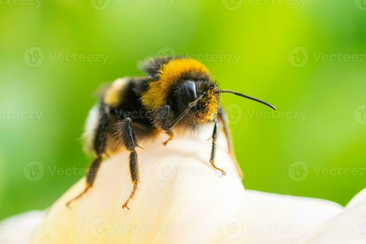 Bumblebee on a flower macro. Bumblebee collects flower nectar photo