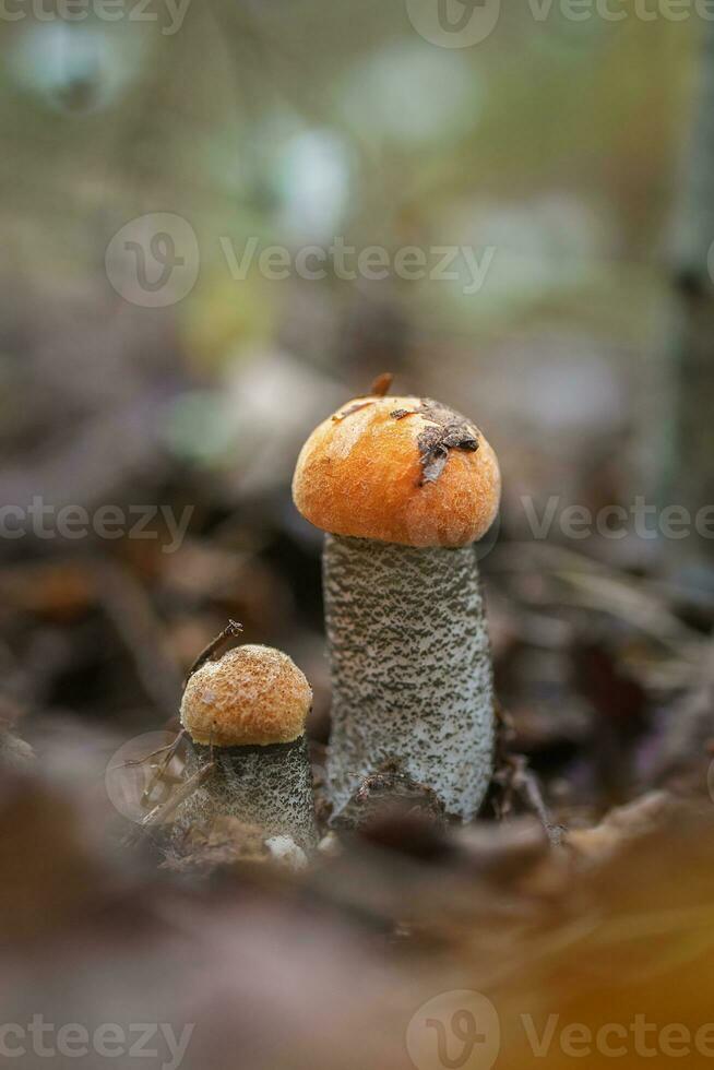 álamo temblón seta. leccinum albostipitatum. gorra naranja boleto. bosque comestible seta. foto