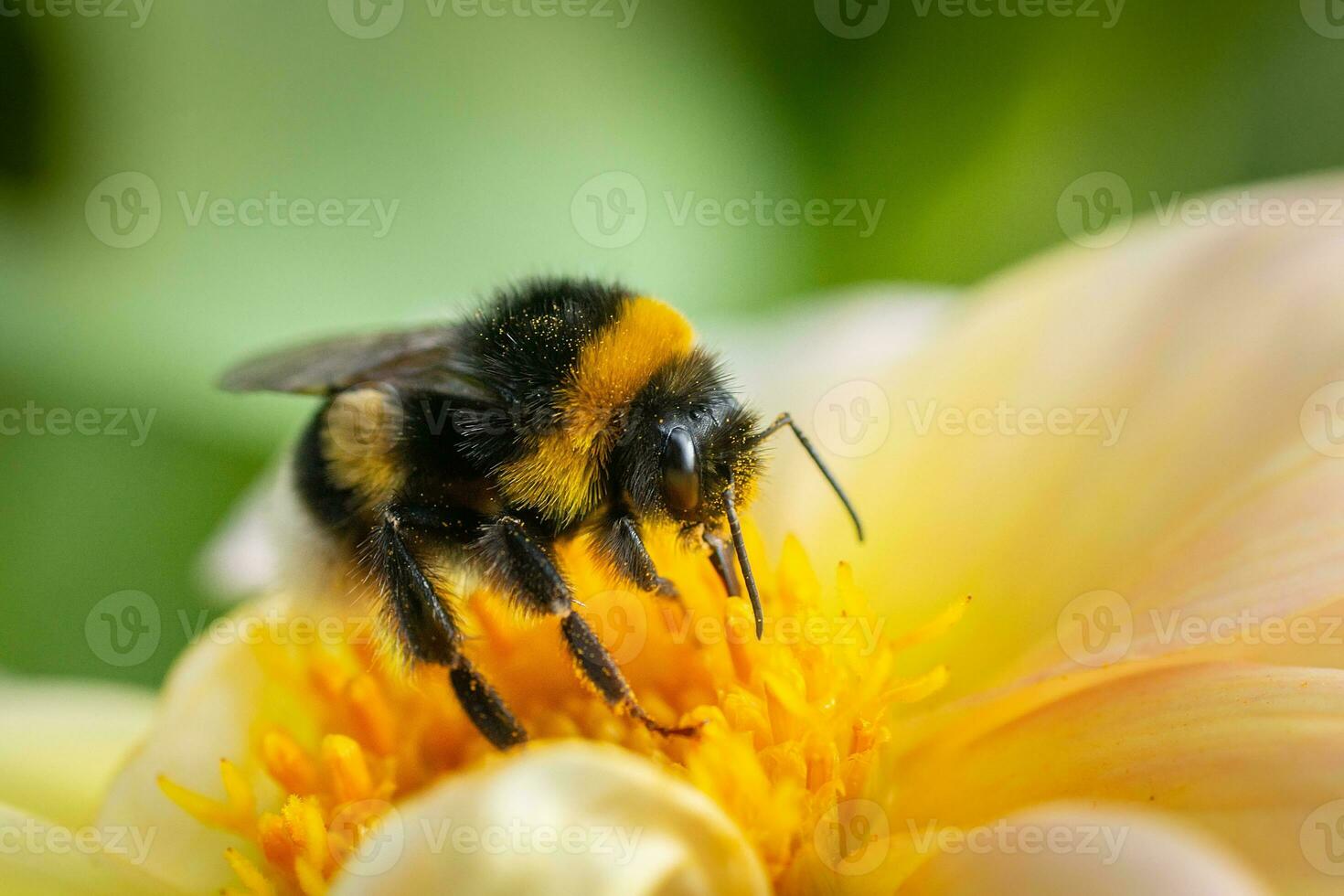 Bumblebee on a flower macro. Bumblebee collects flower nectar. photo