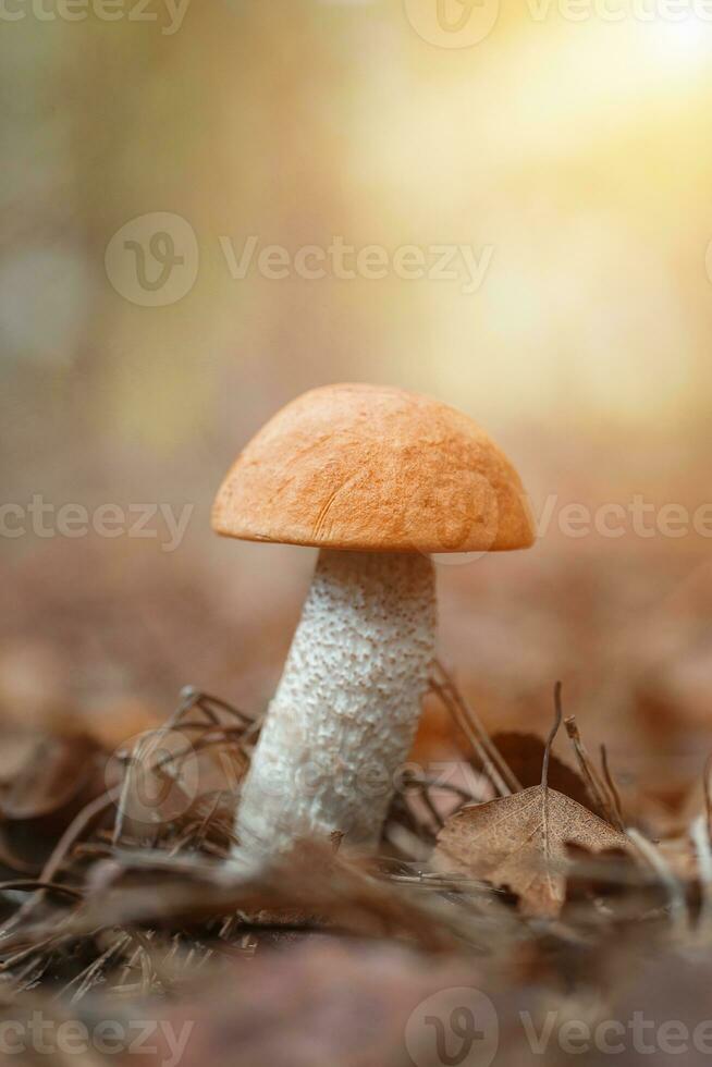 Beautiful birch bolete birch mushroom, rough boletus or brown-cap fungus in grass with autumn leaves. photo