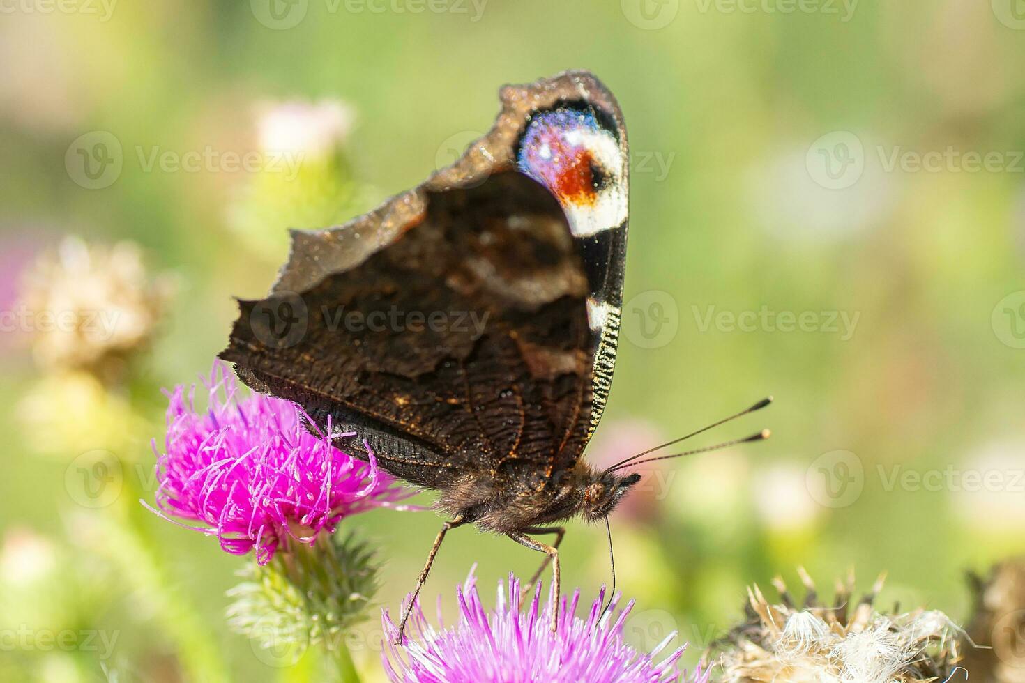 European peacock butterfly Aglais io Copy space. photo