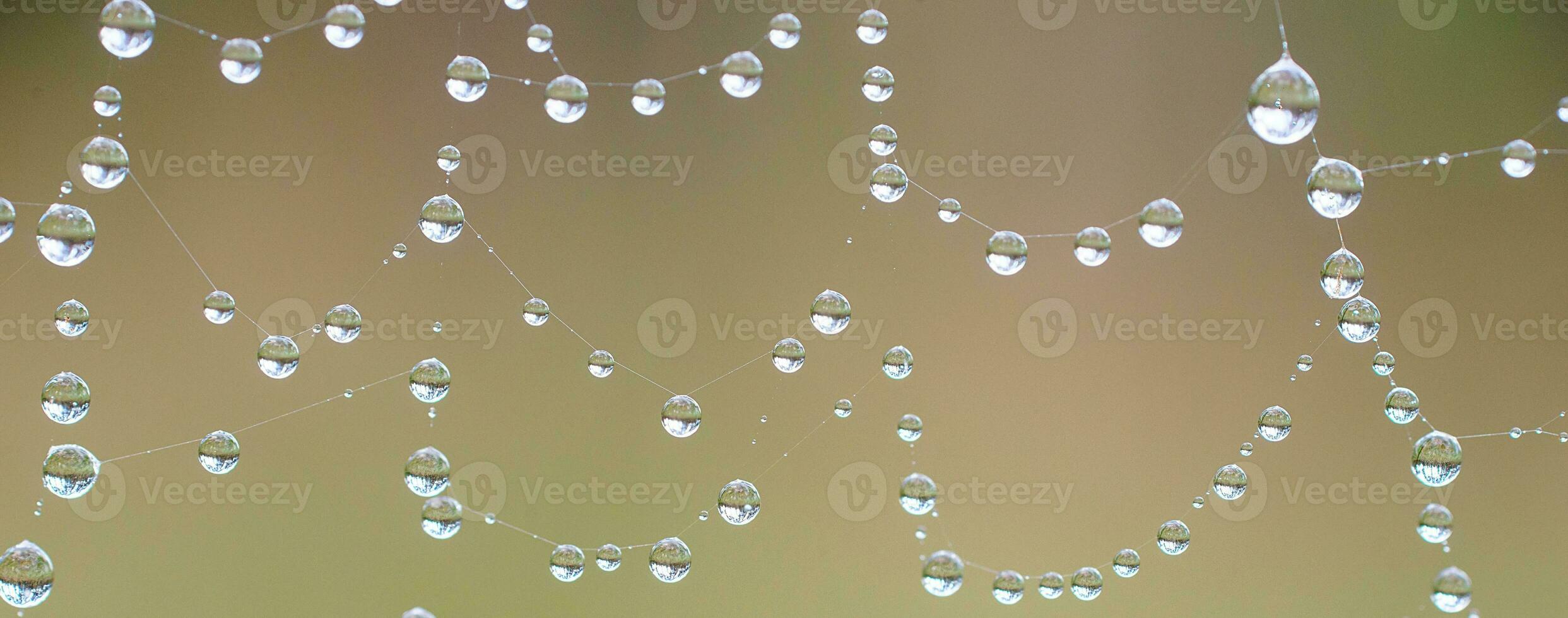 The spider web with dew drops. Abstract background photo