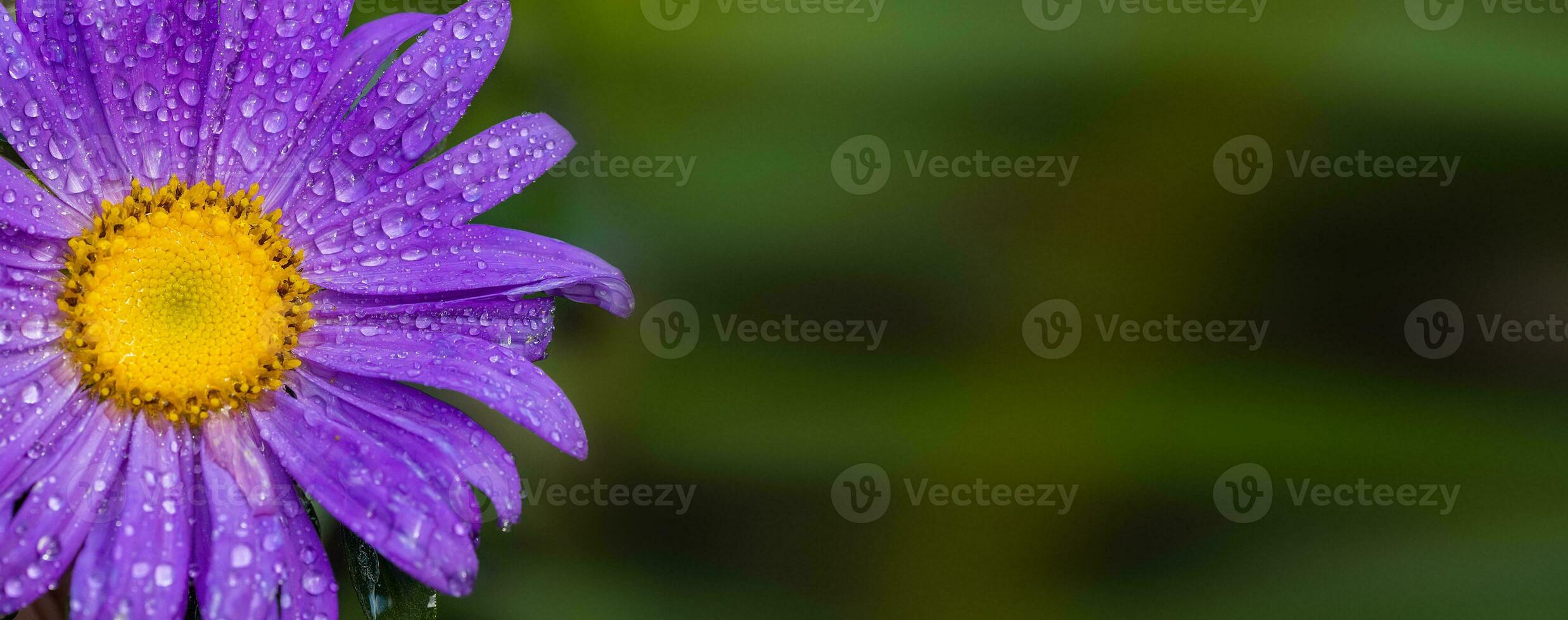 Symphyotrichum novi-belgii, delicate and beautiful garden flower photo