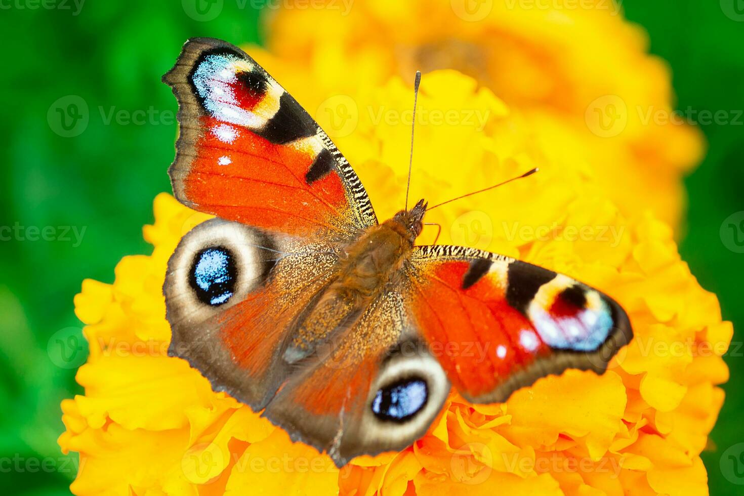 European peacock butterfly Aglais io. Copy space photo