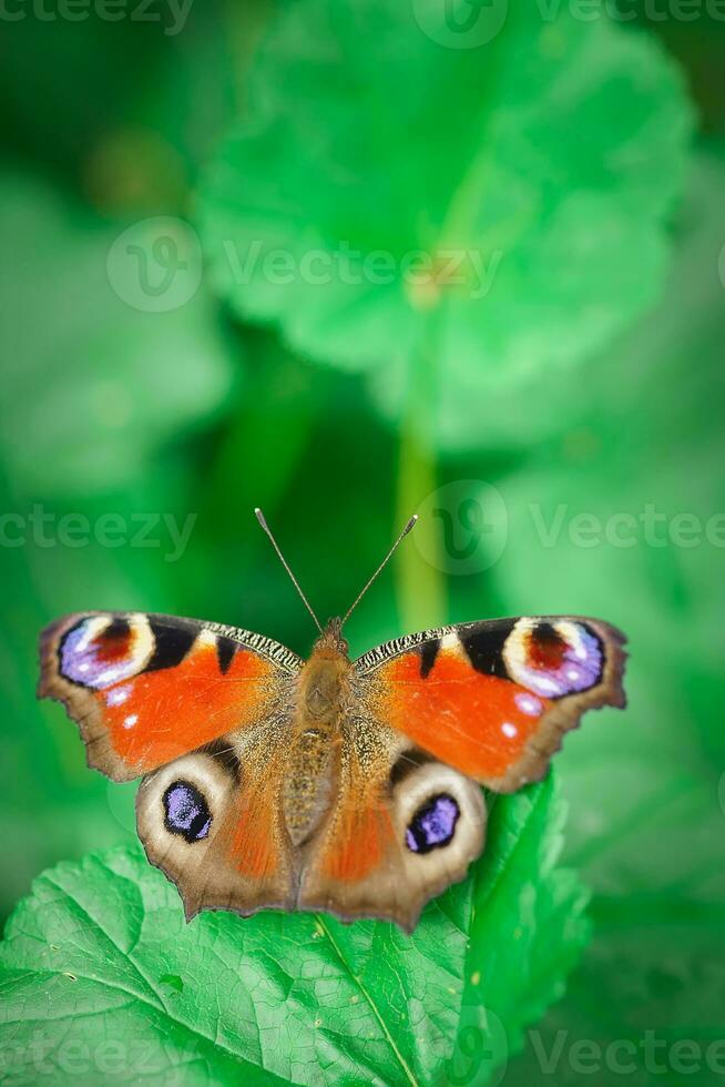 europeo pavo real mariposa aglais yo. Copiar espacio. foto