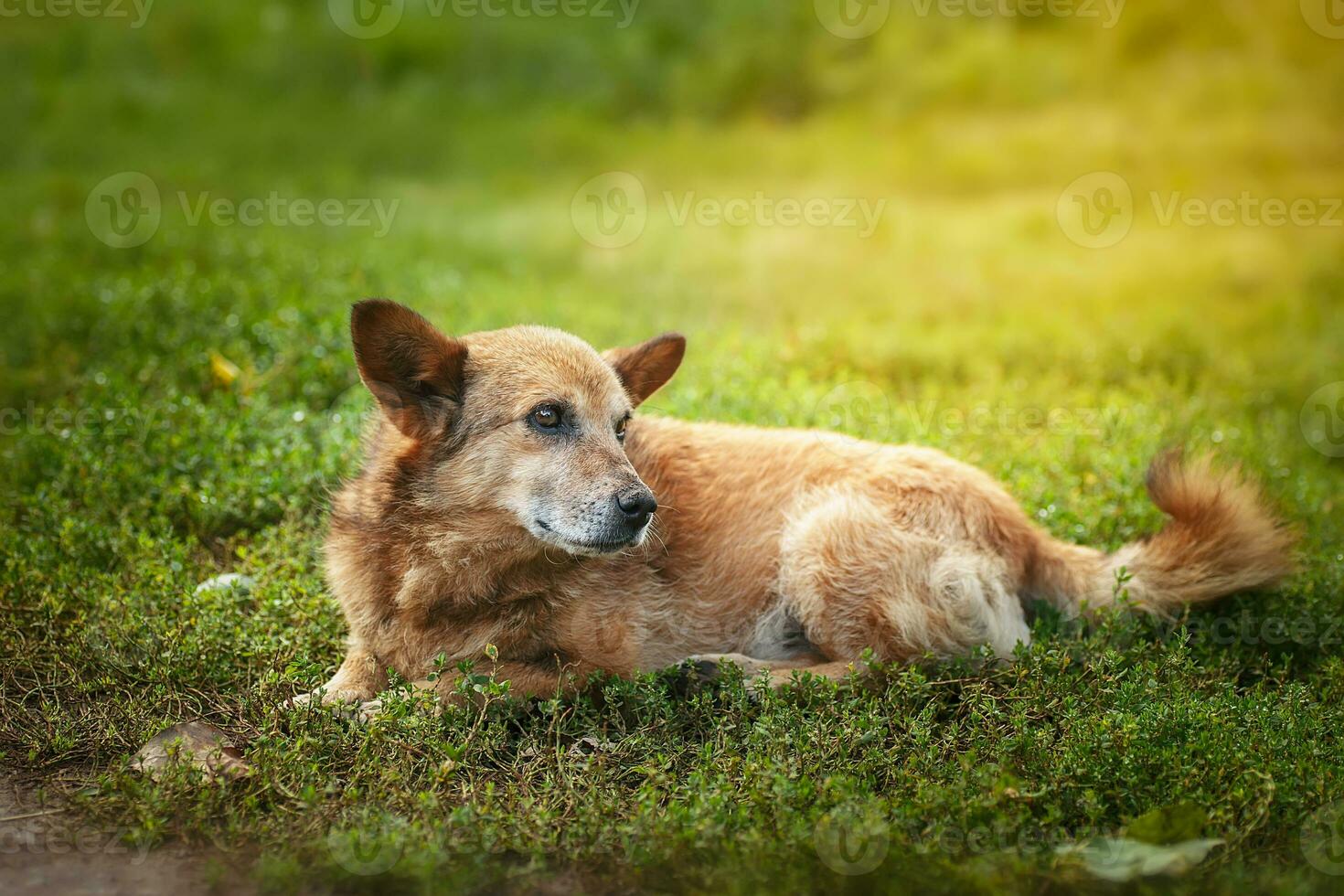 Mongrel dog of red color lies on its stomach on the grass, stretching its front paws forward. Spring photo