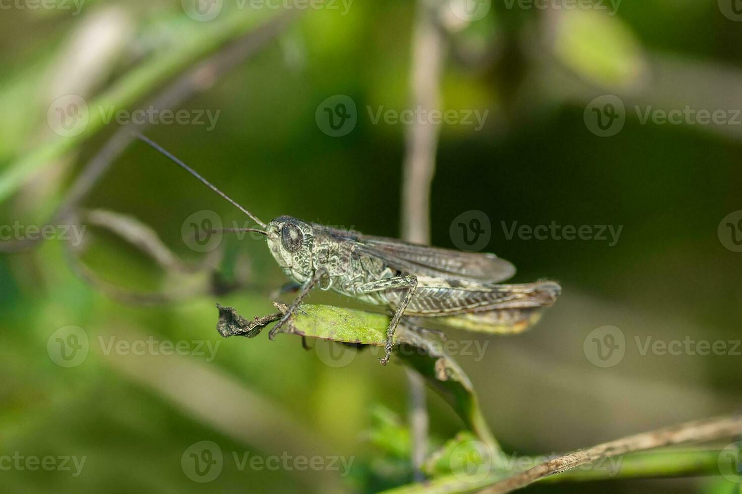 Meadow grasshopper, grasshopper photo