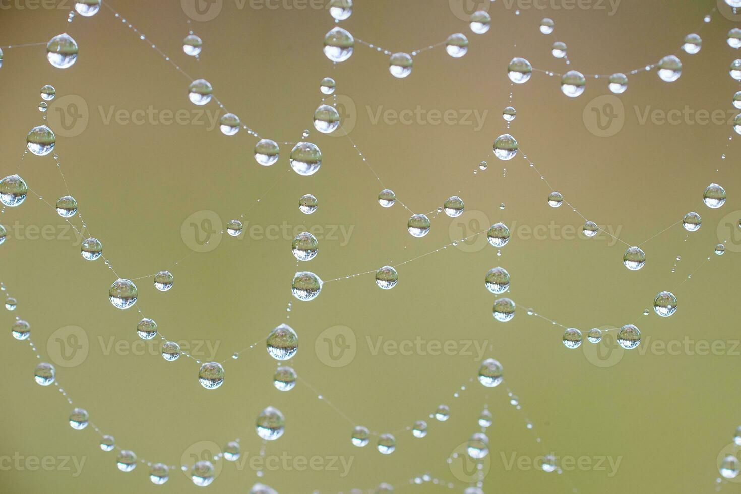 The spider web with dew drops. Abstract background photo