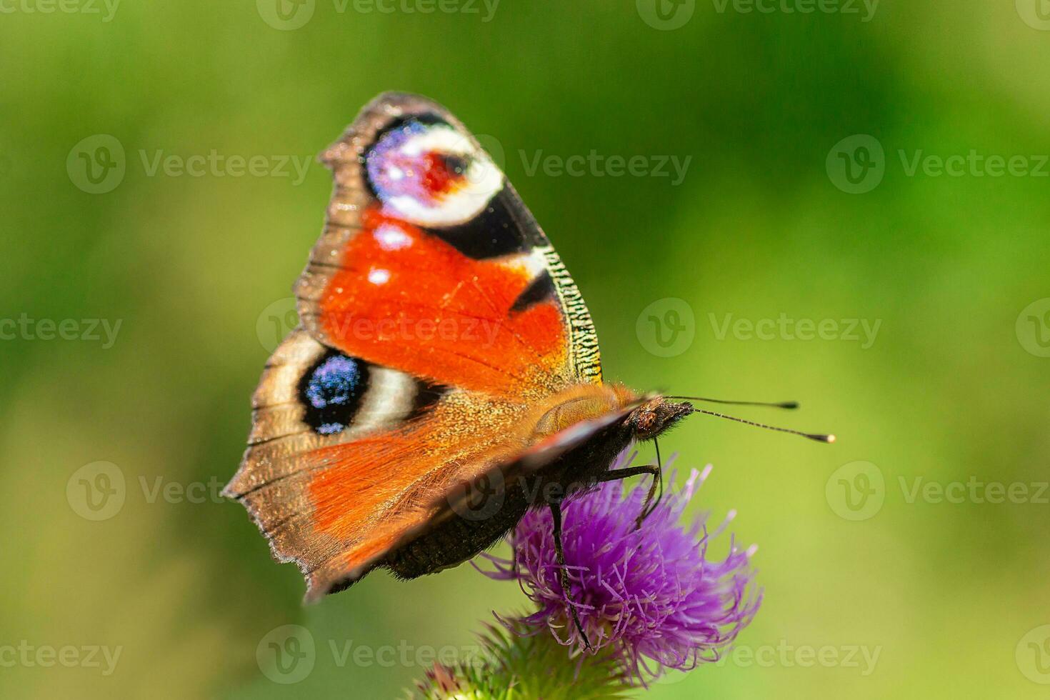 European peacock butterfly Aglais io. Copy space. photo