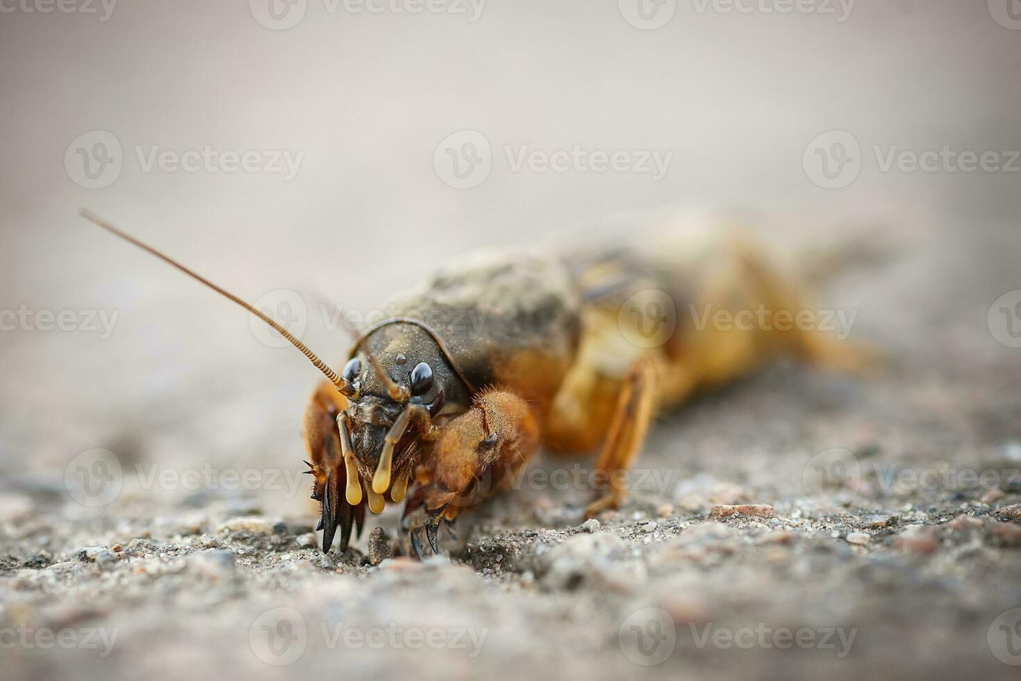 Gryllotalpa gryllotalpa, European mole cricket - agricultural pest on the background soils. photo