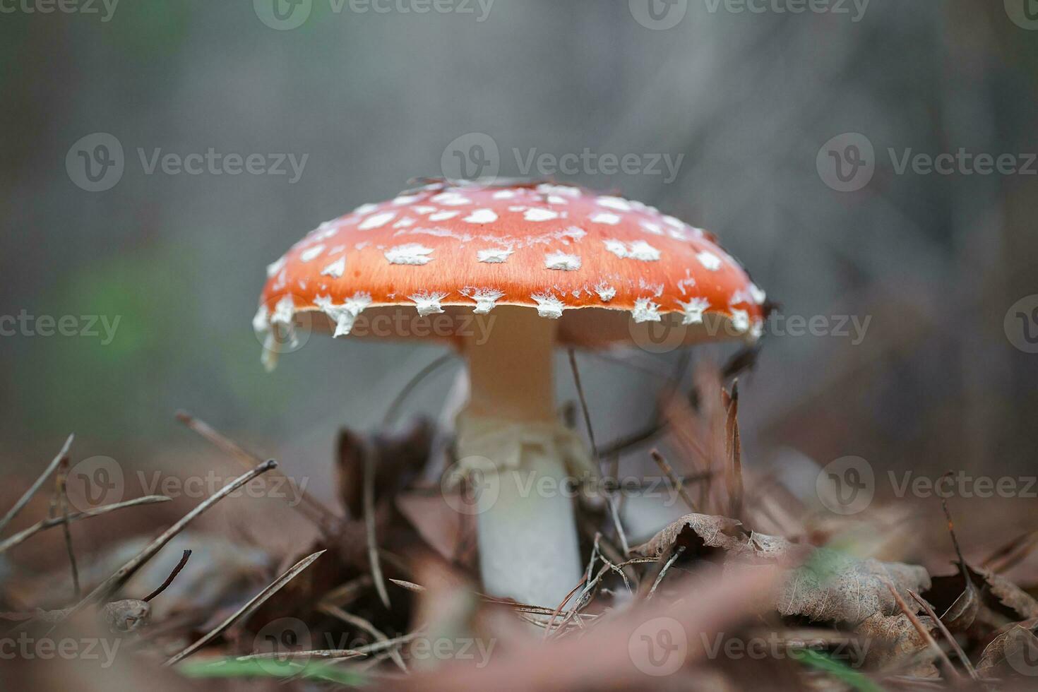 Amanita muscari, fly agaric beautiful red-headed hallucinogenic toxic mushroom.. photo