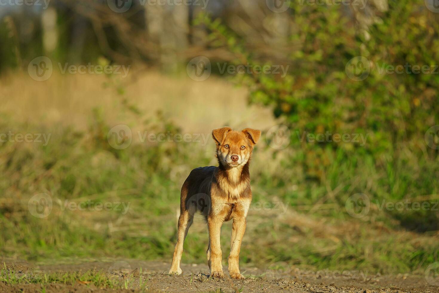 Cute and alert red puppy sitting in lush green grass.. photo