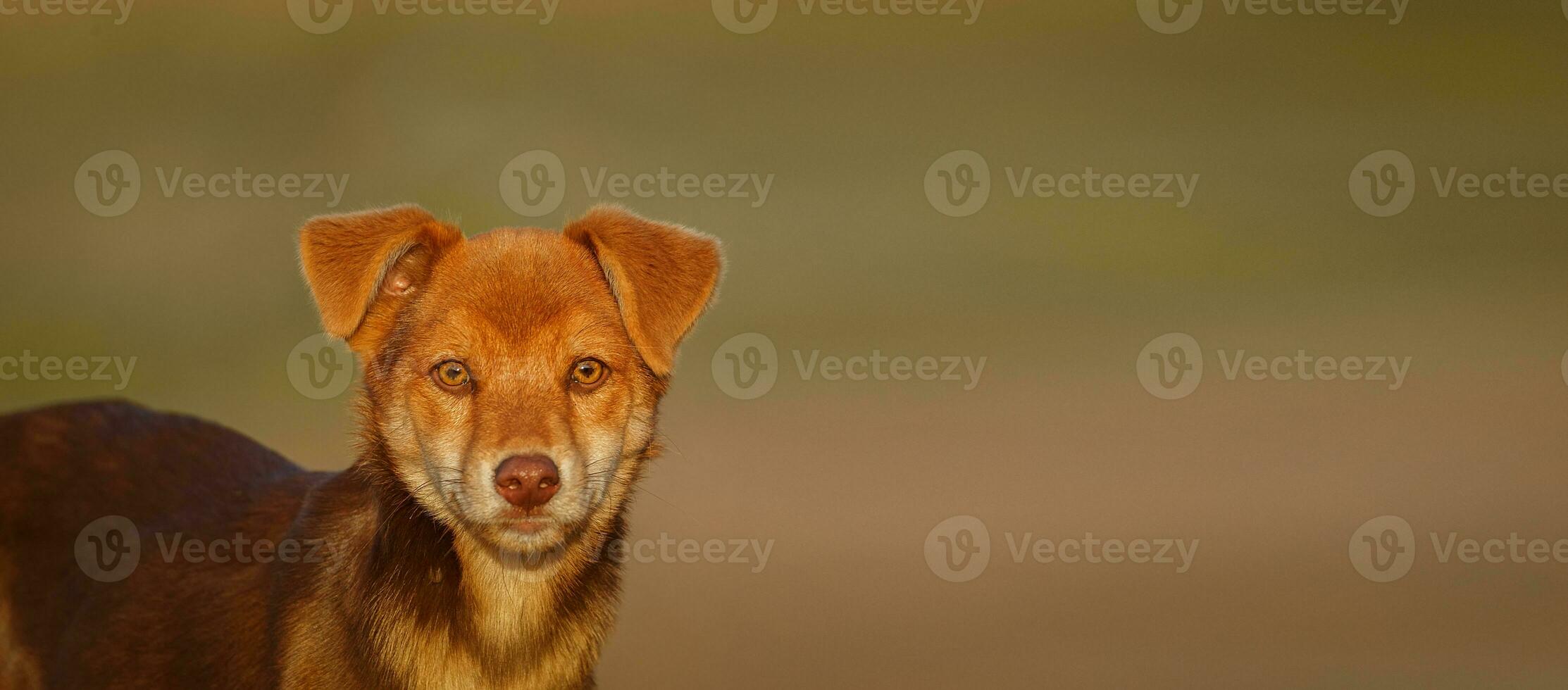 Cute and alert red puppy sitting in lush green grass... photo