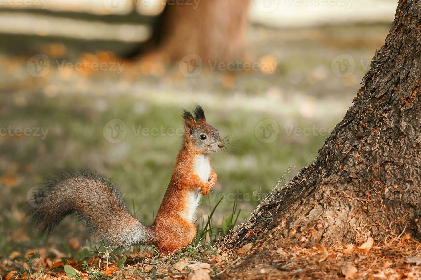 Squirrel in the autumn park. photo