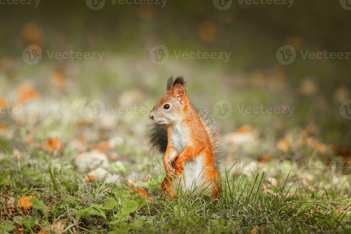 Squirrel in the autumn park photo