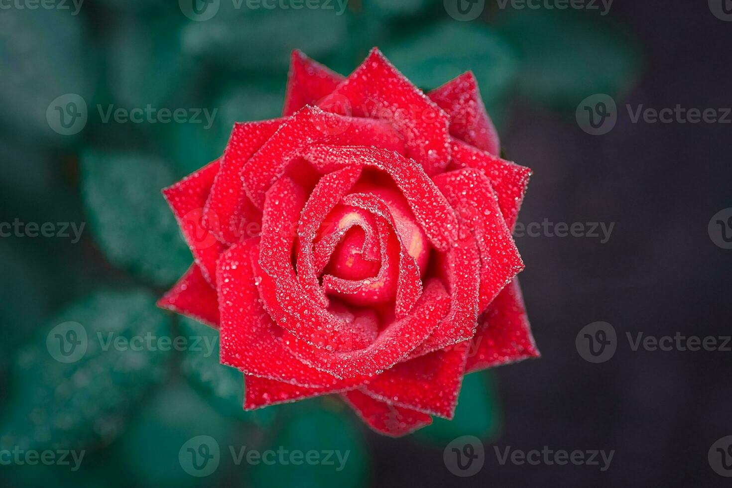 Beautiful red rose flower, closeup photo