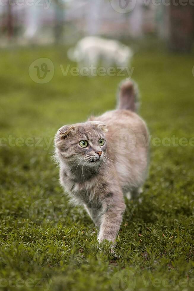 gato rayado gris camina con una correa sobre hierba verde al aire libre. foto