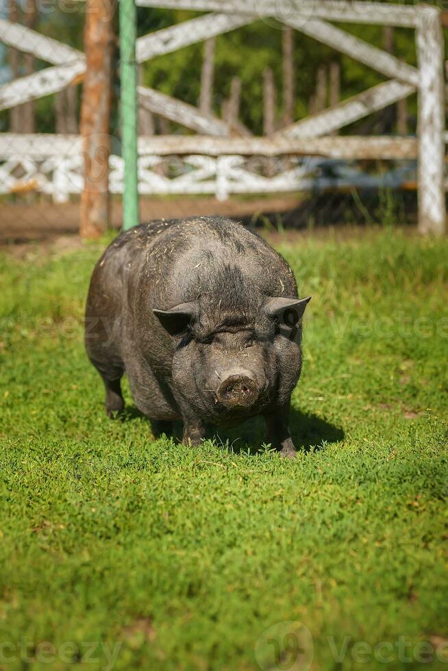 Black pig on green grass photo