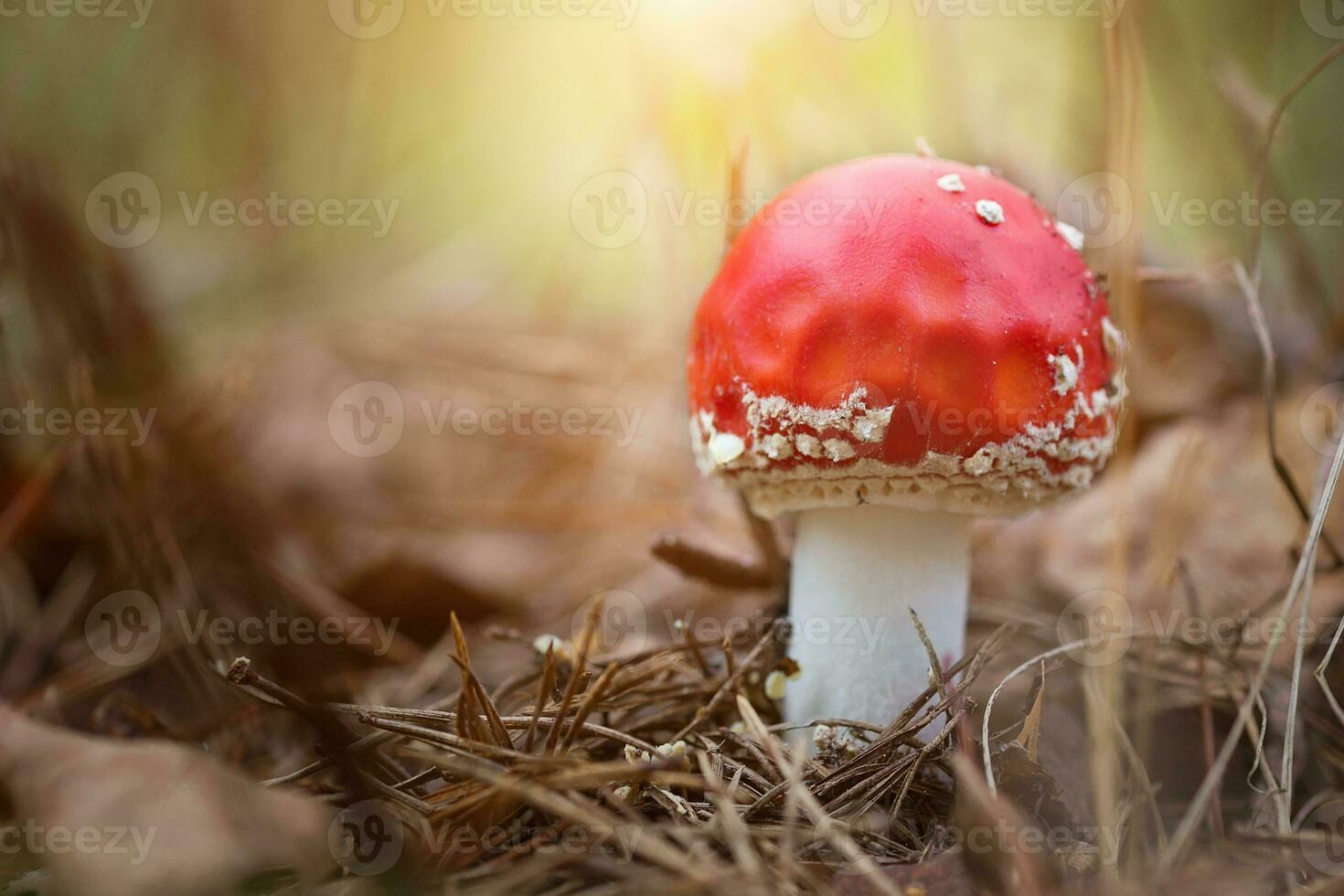 Amanita muscari, fly agaric beautiful red-headed hallucinogenic toxic mushroom. photo