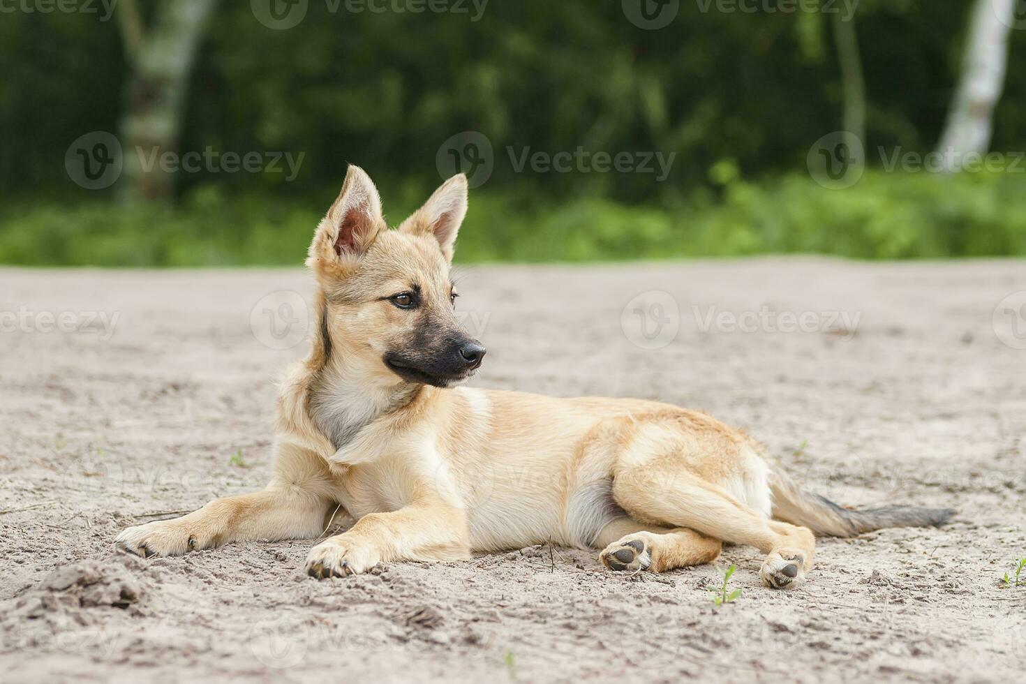 A little puppy on the street. photo