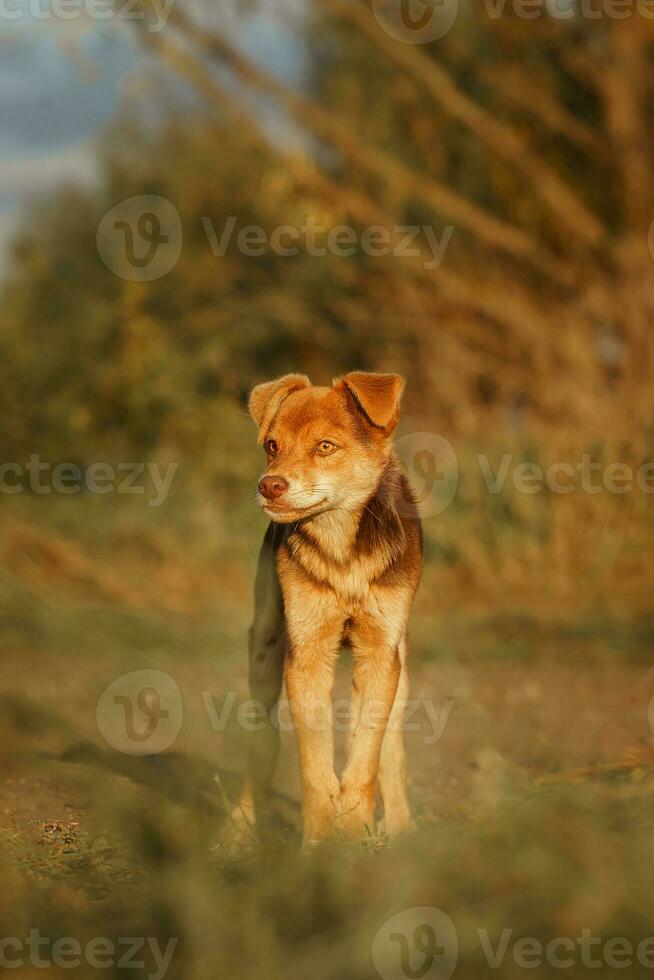 Cute and alert red puppy sitting in lush green grass.. photo