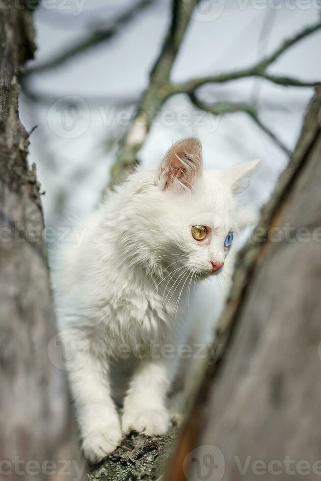 White Cat With Blue Eyes Sitting on Bare Tree Branch photo