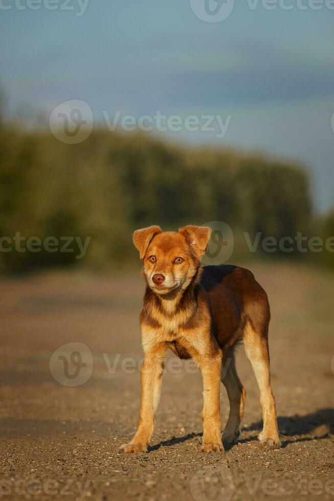 Cute and alert red puppy sitting in lush green grass... photo