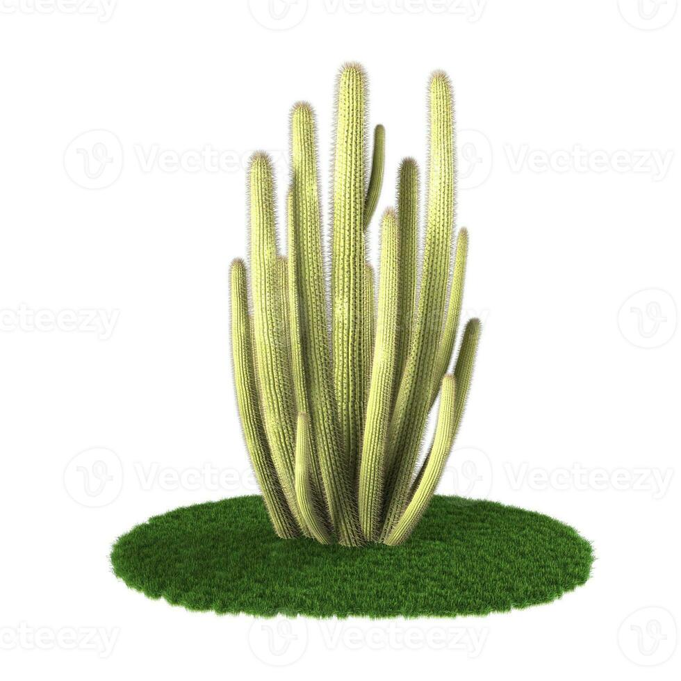 Cactus flower plant in the garden. High quality 3D rendering results. photo