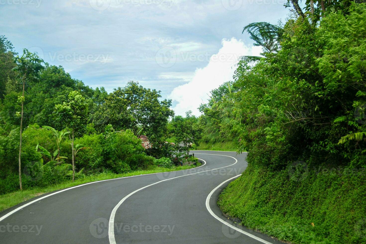 winding road in the middle of the forest photo