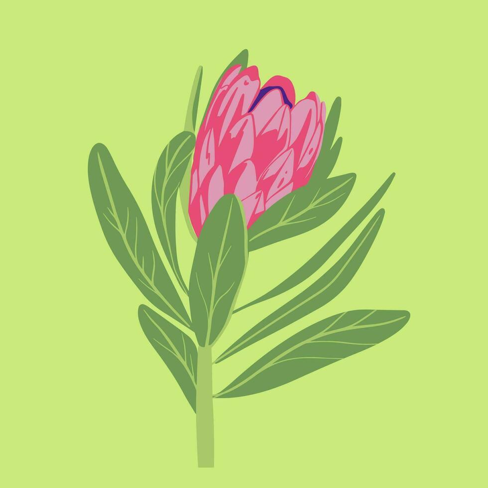 Colored flat vector illustration of  protea. For cosmetic package design, medicinal herb, treating, half care, prints. Design element  for fabric, textile, clothing, wrapping paper, wallpaper