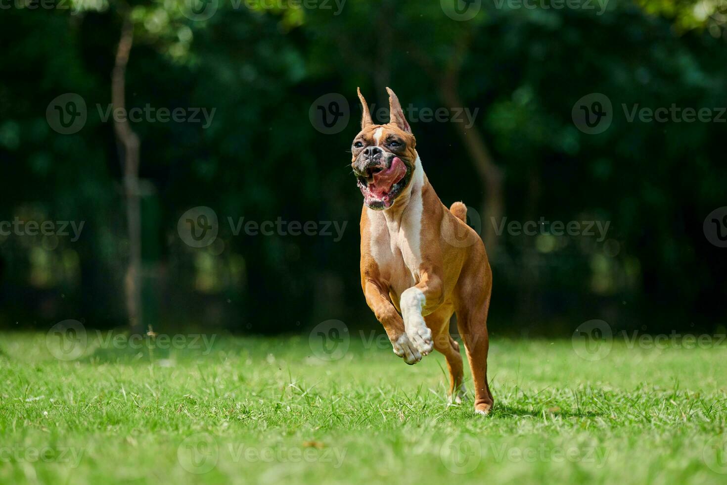 Boxer dog running and jumping on green grass summer lawn outdoor park walking with adult pet photo