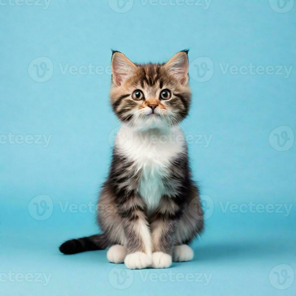 AI Generative Images - Cute Cat Studio Photography photo