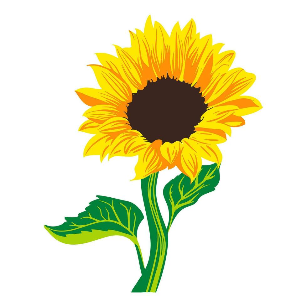 Colored flat vector illustration of  sunflower. For cosmetic package design, medicinal herb, treating, half care, prints. Design element  for fabric, textile, clothing, wrapping paper, wallpaper