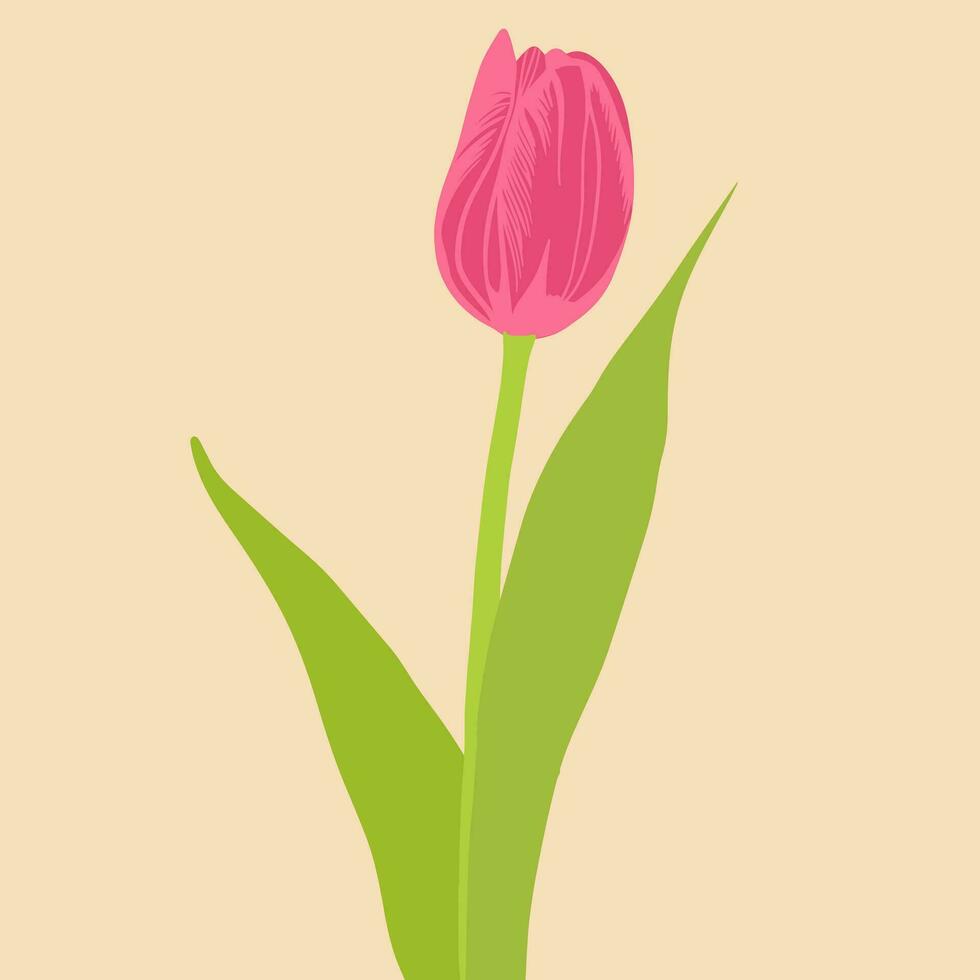 Colored flat vector illustration of  tulip. For cosmetic package design, medicinal herb, treating, half care, prints. Design element  for fabric, textile, clothing, wrapping paper, wallpaper