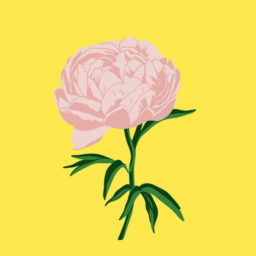 Colored flat vector illustration of  peony. For cosmetic package design, medicinal herb, treating, half care, prints. Design element  for fabric, textile, clothing, wrapping paper, wallpaper