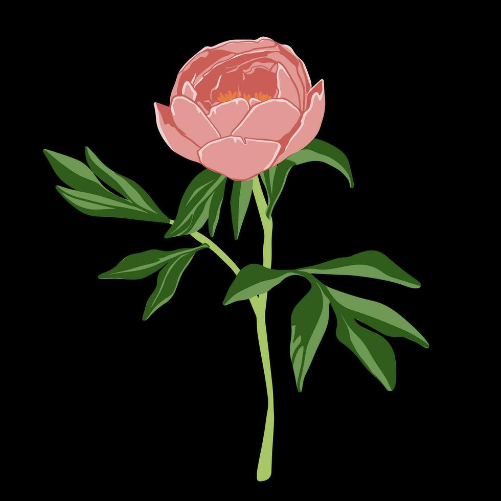 Colored flat vector illustration of  peony. For cosmetic package design, medicinal herb, treating, half care, prints. Design element  for fabric, textile, clothing, wrapping paper, wallpaper