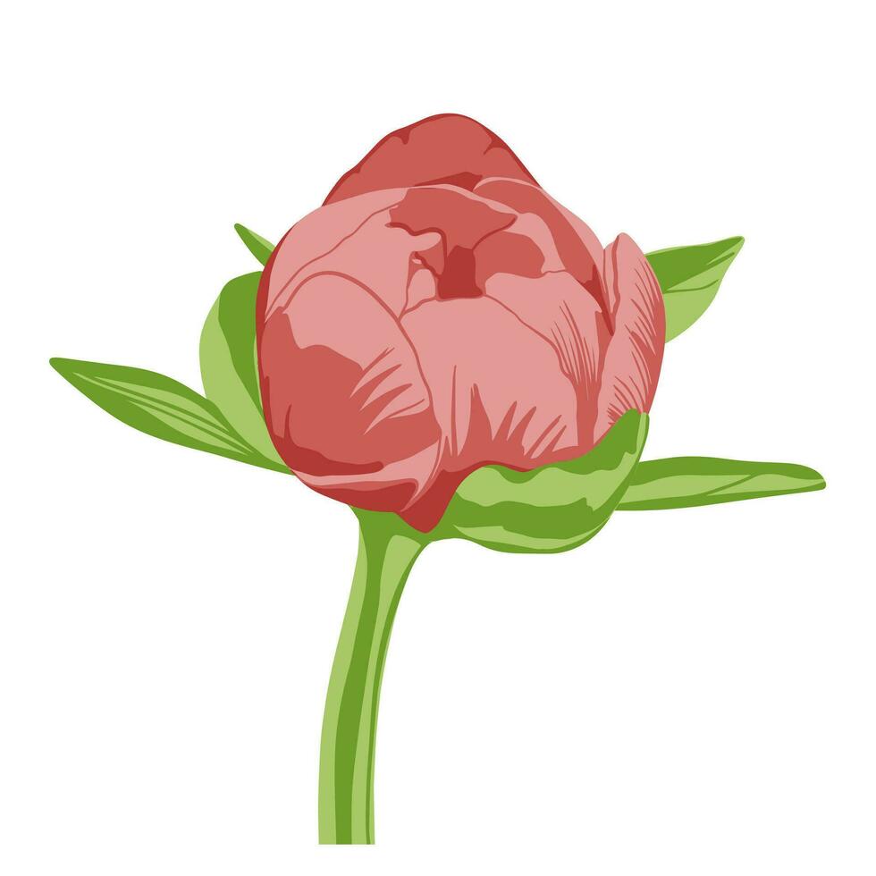 Colored flat vector illustration of  peony. For cosmetic package design, medicinal herb, treating, half care, prints. Design element  for fabric, textile, clothing, wrapping paper, wallpaper