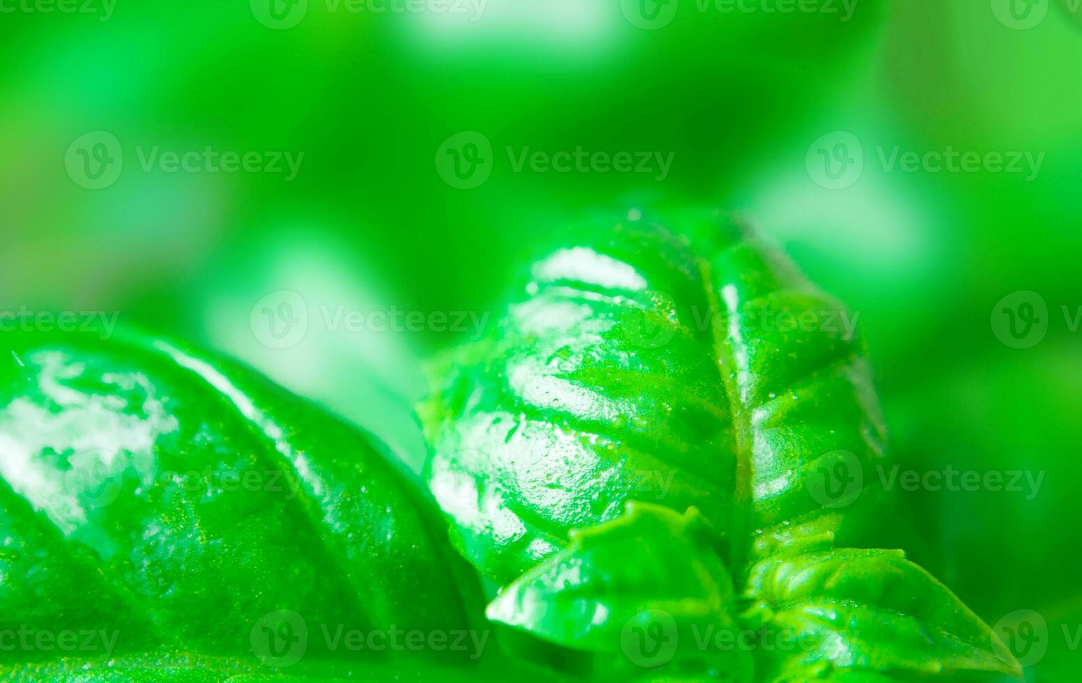 Fresh basil, close up. The concept of healthy eating. Macro photography. Soft focus. photo