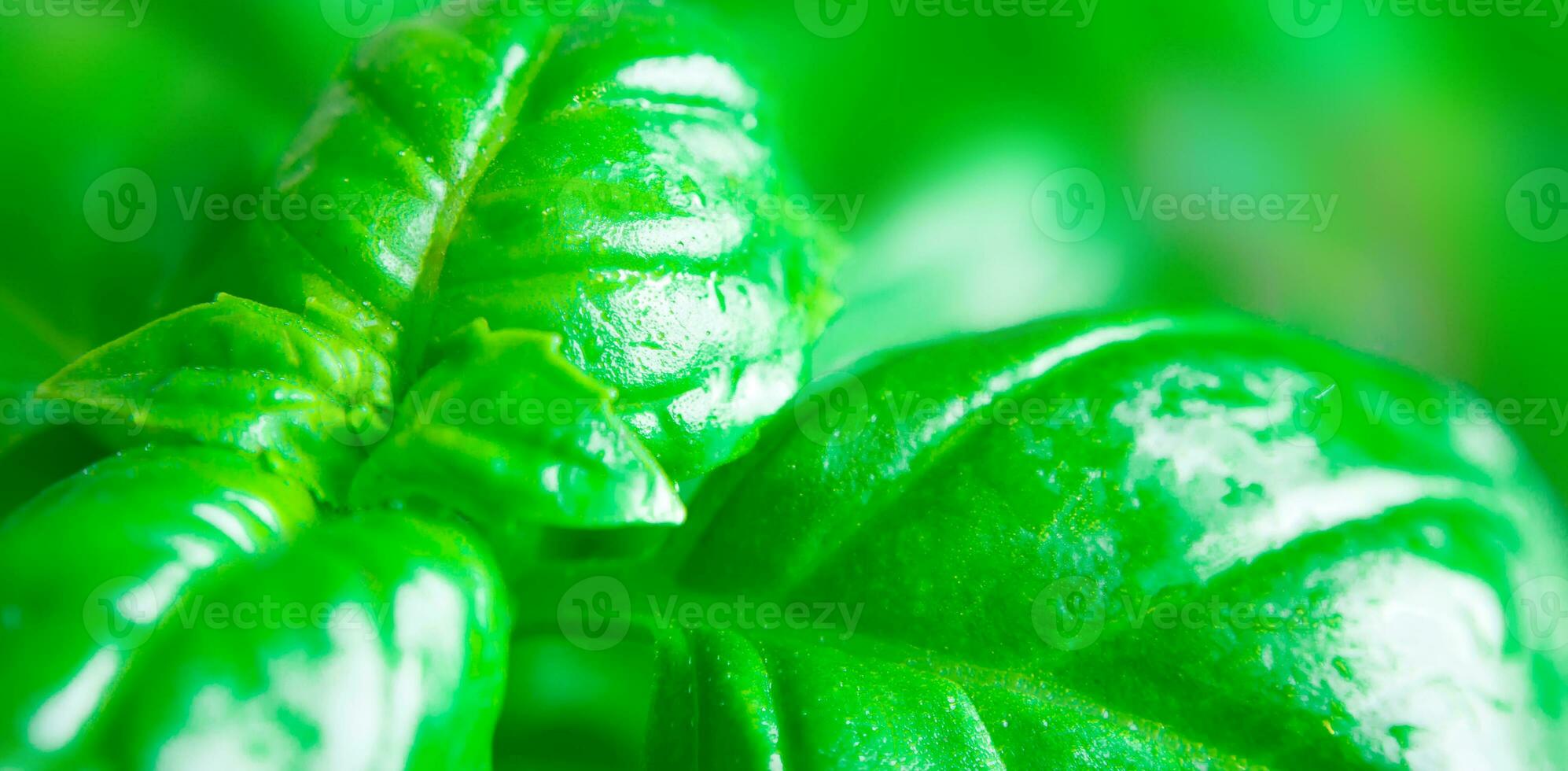 Close-up of fresh green basil. Macro. Soft focus. photo