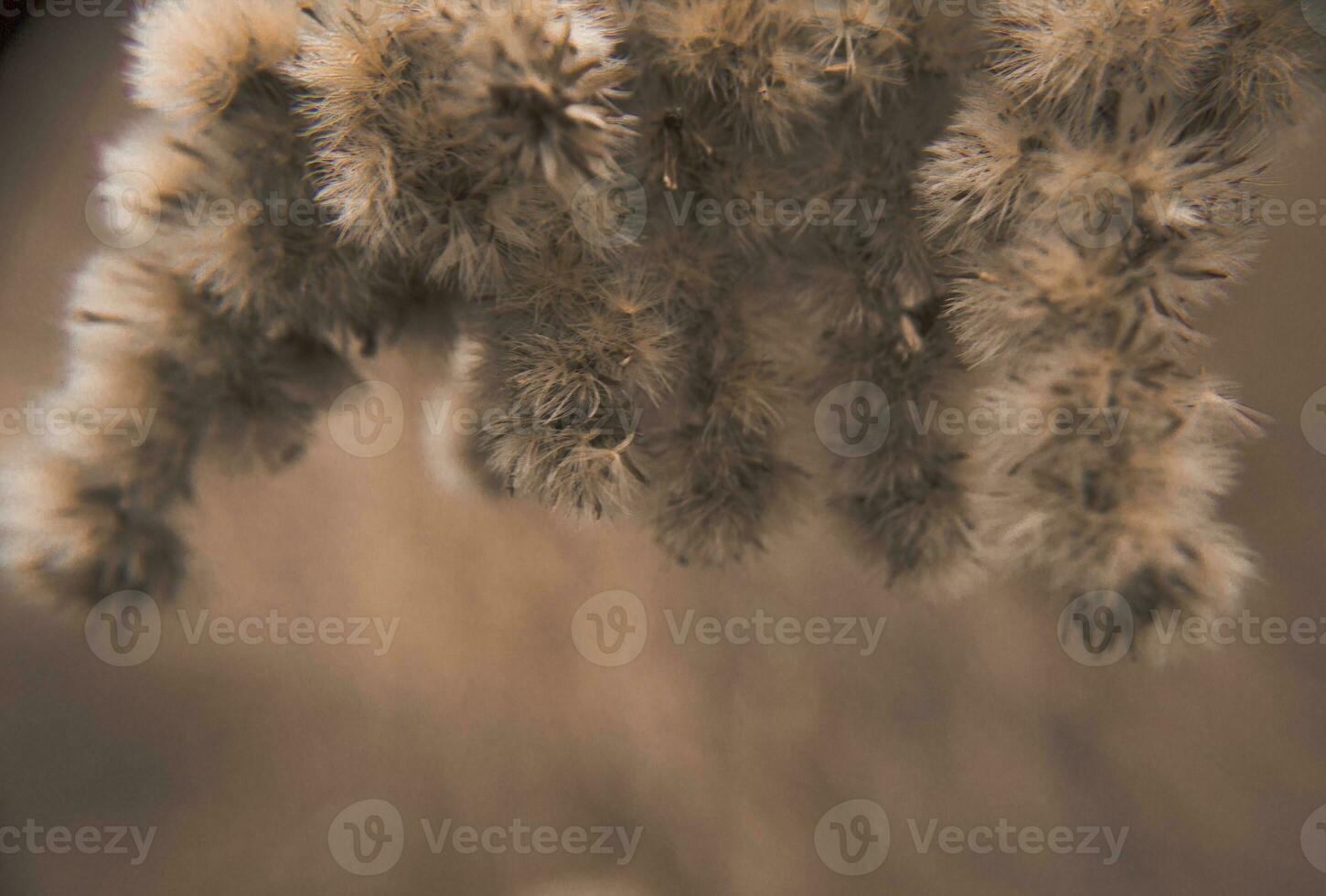 Close-up photo of dried flowers. Soft focus. Natural background.