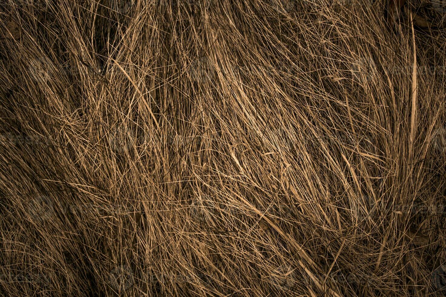 Background from dry grass. Background for design. Place for text. photo