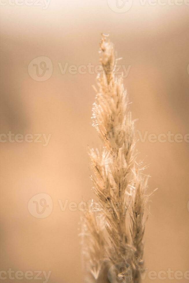 trigo arriba cerca. suave enfocar. natural antecedentes. macro foto