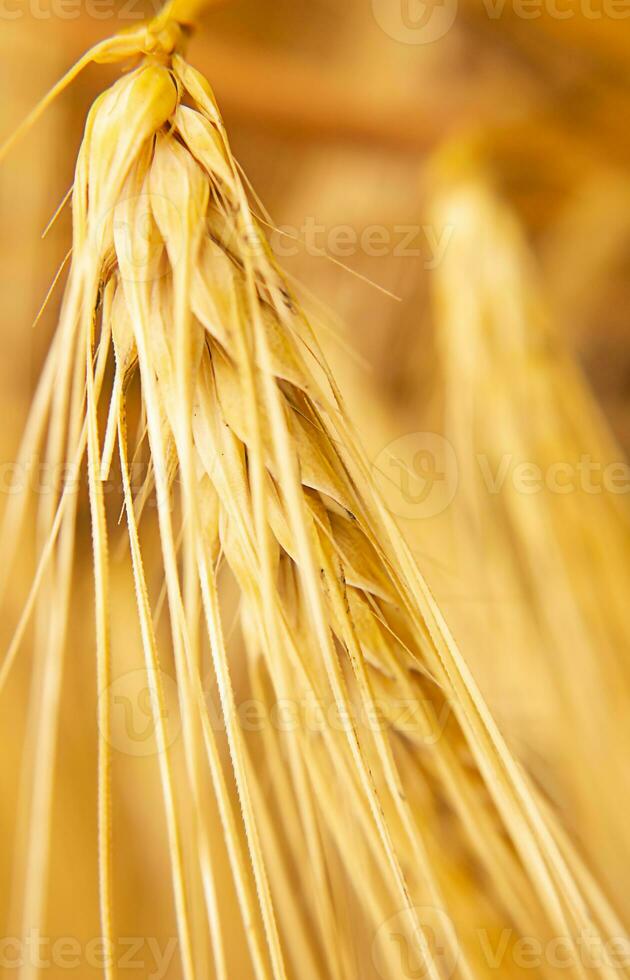 Wheat ear macro. Soft focus. The concept of a rich harvest. photo
