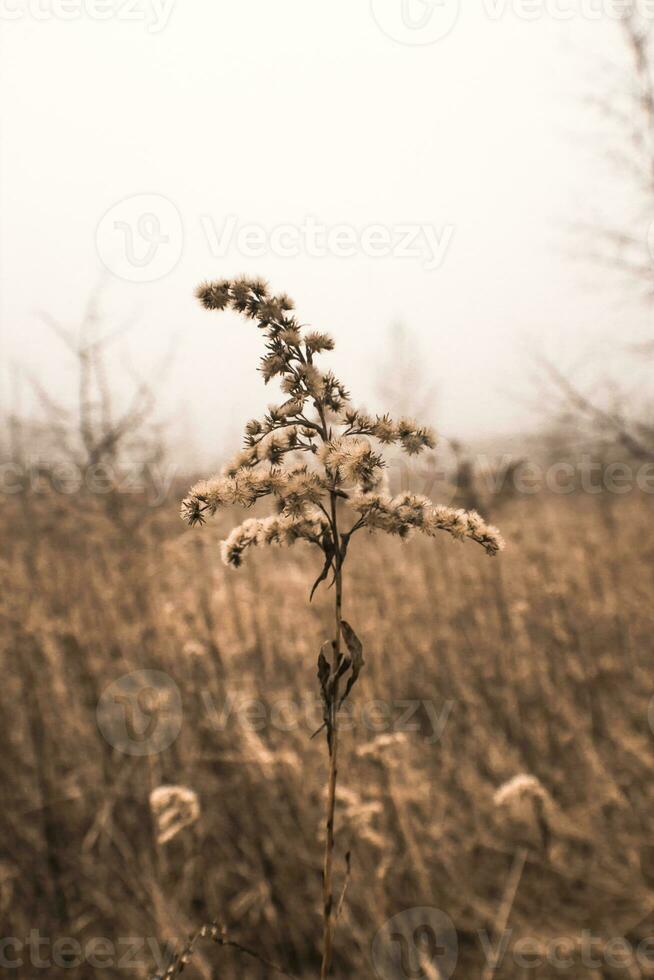 Dry flowers in a field on a background of misty sky. photo